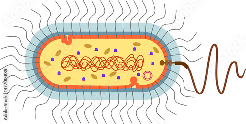 Bacterial cell structure. Prokaryotic cell with nucleoid, flagellum, plazmid, mesosome and other organelles
