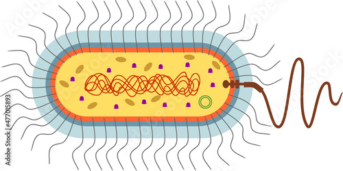 Bacterial cell structure. Prokaryotic cell with nucleoid, flagellum, plazmid and other organelles