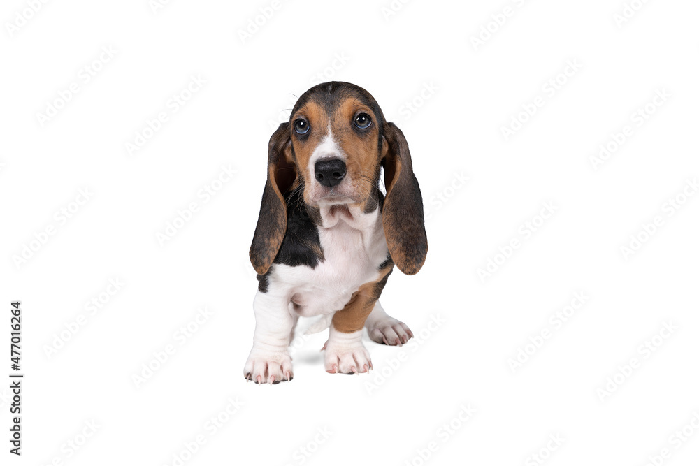 French basset artesien normand puppy standing and seen from the front isolated on a white background French basset artesien normand puppy standing and seen from the front isolated on a white background