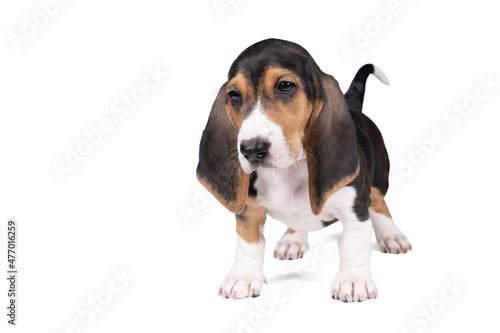 French basset artesien normand puppy standing and seen from the front isolated on a white background photo