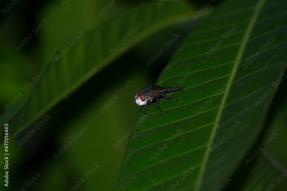 Large fly under a mango tree leaf in Brazil. Large fly under a mango tree leaf in Brazil.