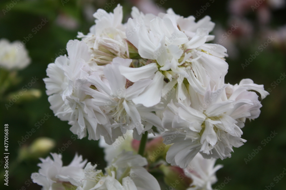 white flowers white flowers