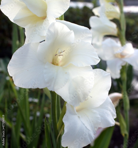 white flower
