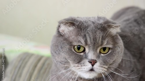 The Scottish lop-eared grey cat looks around lazily. Close-up