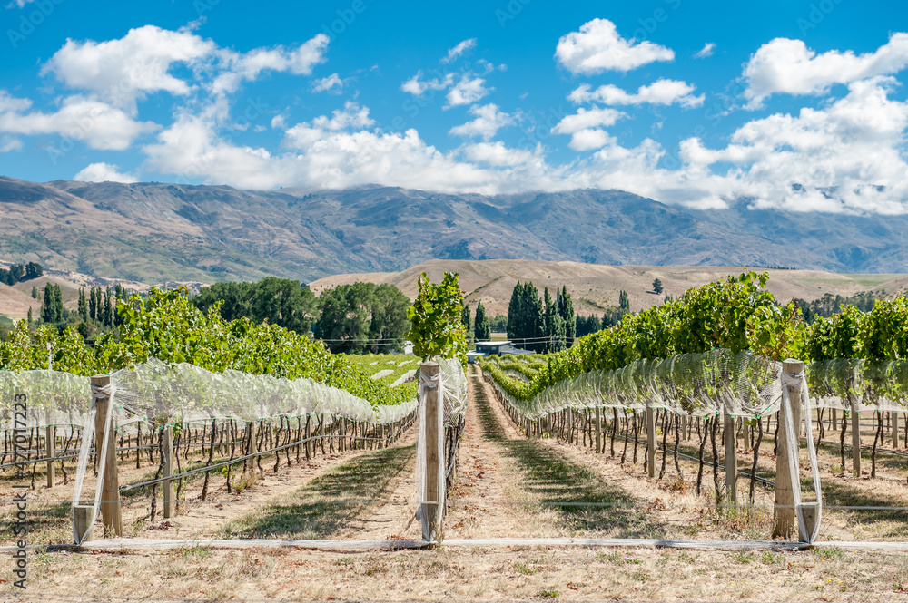 Vineyard in Central Otago New Zealand.