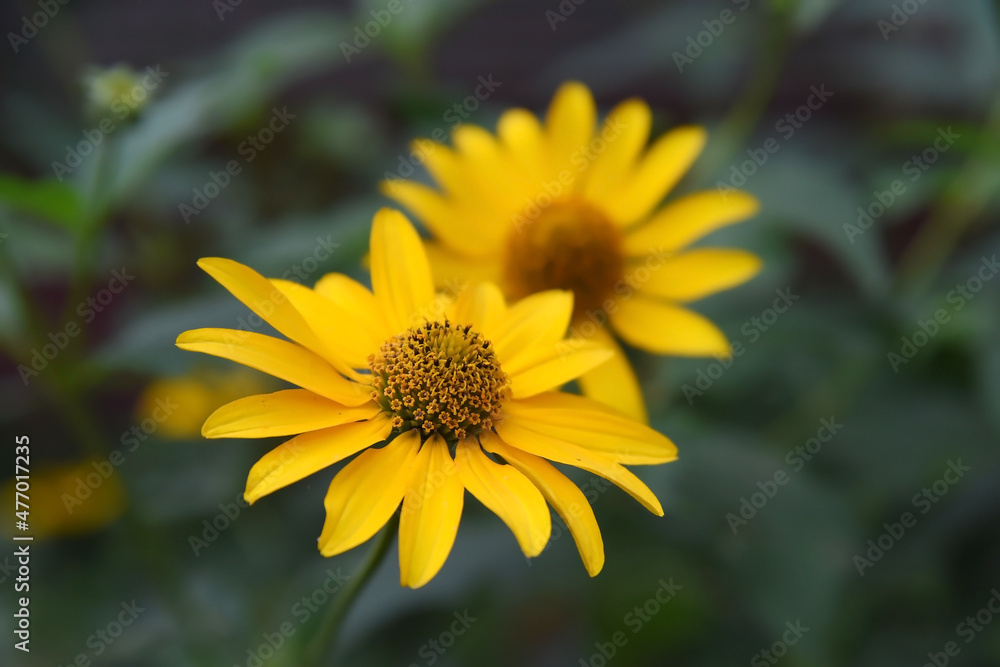 Two yellow flowers bloomed in the garden, close-up. Two yellow flowers bloomed in the garden, close-up.