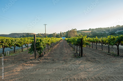 Canvas Print Vinyard during September in Sonoma Wine Country north of San Francisco, Californ