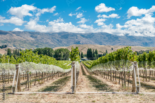 Fotografie Vineyard in Central Otago New Zealand.
