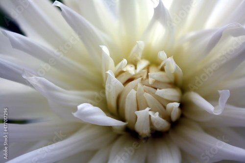 white dahlia flower