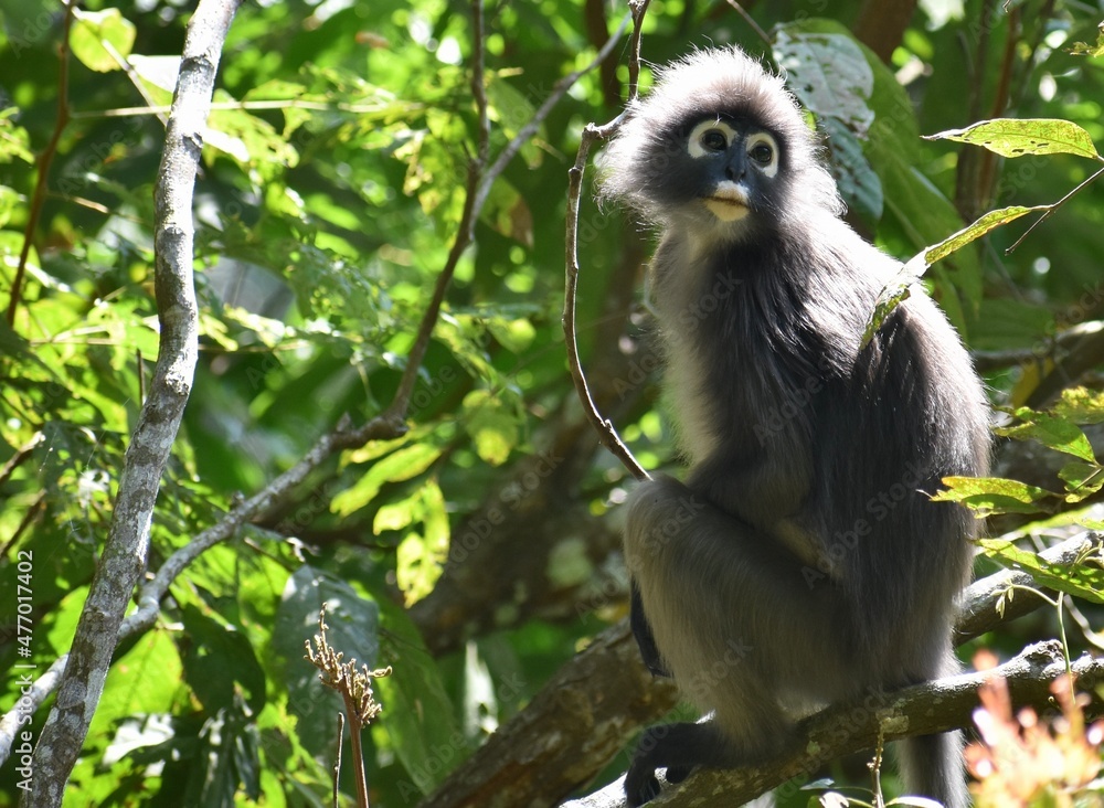 Beautiful langur monkey resting in a tree in the jungle Beautiful langur monkey resting in a tree in the jungle