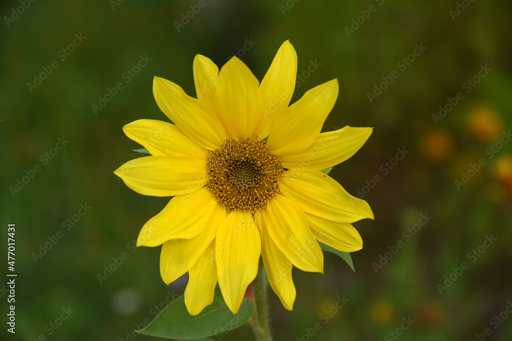 A yellow single flower bloomed on a summer day. A yellow single flower bloomed on a summer day.
