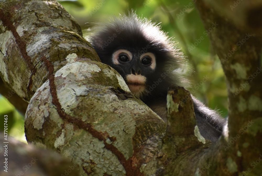 Fototapeta premium Cute langur monkey hiding in a tree in the jungle