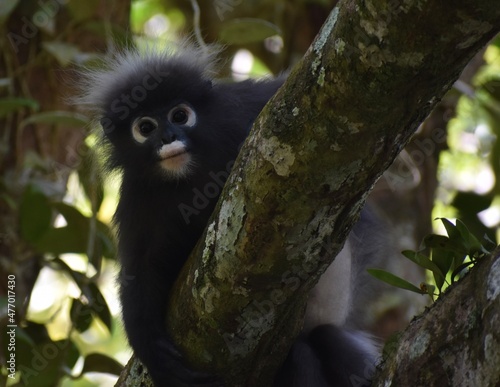 Beautiful langur monkey hiding in a tree in the jungle