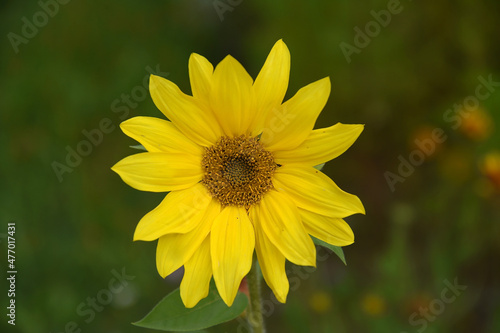 A yellow single flower bloomed on a summer day.