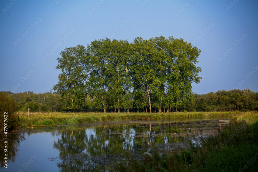 Fototapeta premium summer landscape against a bright blue sky, a group of large trees on the river bank. A place for recreation and fishing