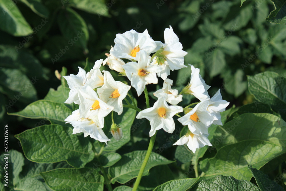 white and yellow flowers white and yellow flowers