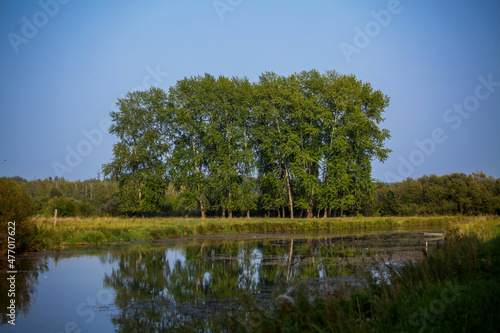 summer landscape against a bright blue sky, a group of large trees on the river bank. A place for recreation and fishing