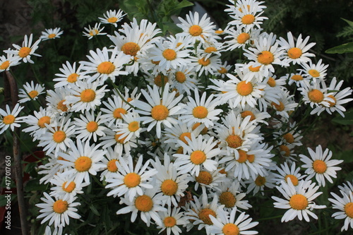 daisies in a garden