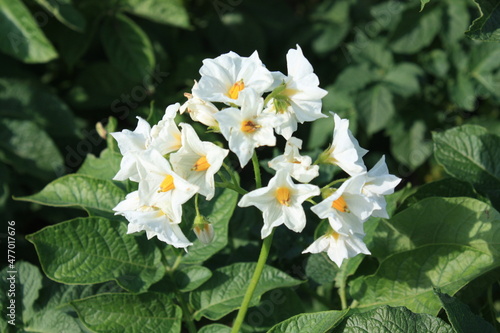 white and yellow flowers