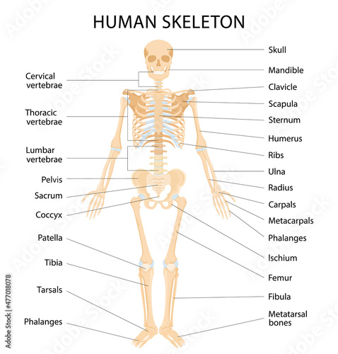 Human skeletal system with letterings of bones infographics on white background. Realistic yellow bones of limbs or skull, trunk with spine and ribs. Front view of isolated skeletal system. Vector
