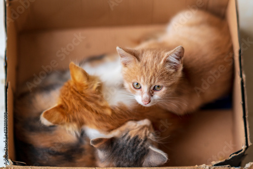 cute kitten cats looking at camera and relax © Birol