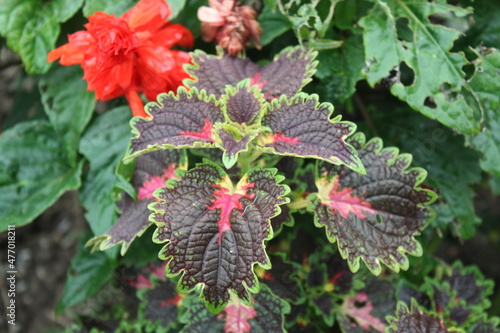 red and green