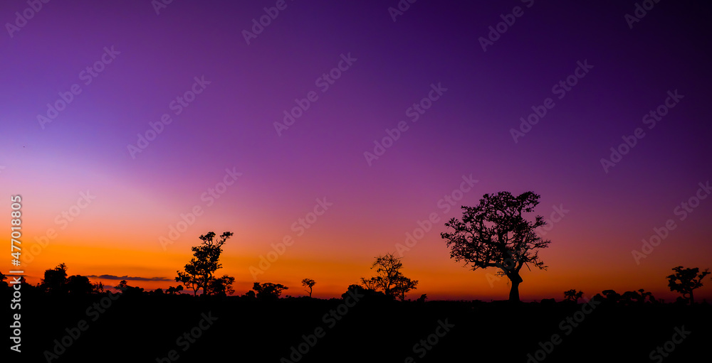 Amazing background of sunset in the savannah.Panorama silhouette tree in africa.with blur shadow techniques.safari.