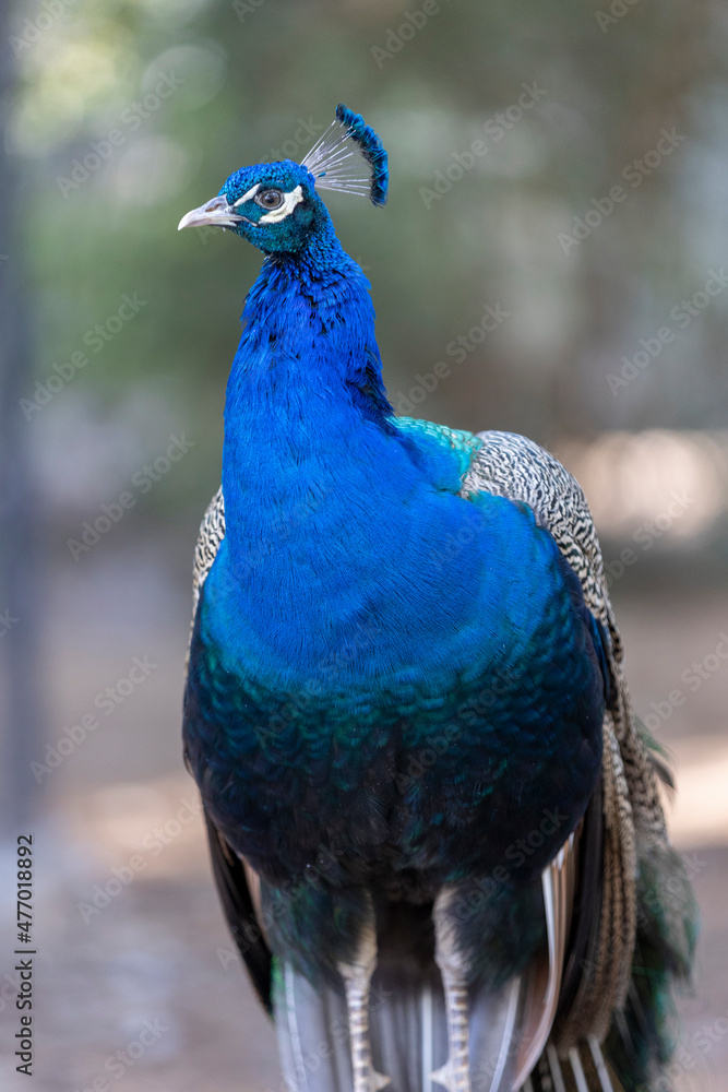 Indian Blue Peafowl (Pavo cristatus) Indian Blue Peafowl (Pavo cristatus)