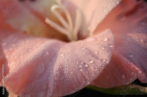 water drops on a flower