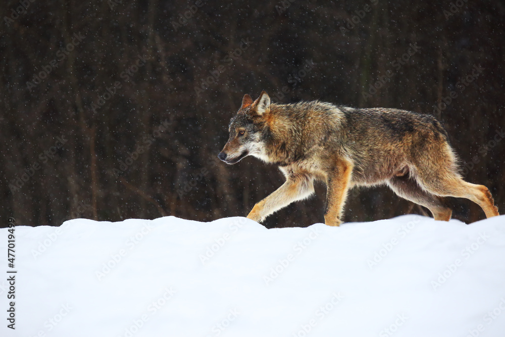 Naklejka premium The european wild wolf (Canis lupus lupus) on the snow. Wild wolf is carefully walking on the snow.