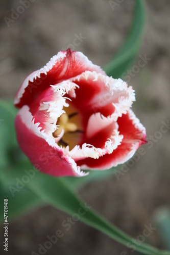 tulip