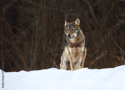 The european wild wolf  Canis lupus lupus  on the snow. Wild wolf is carefully looking around.