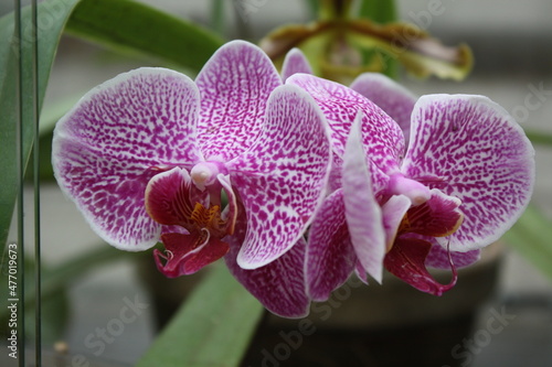 pink orchid flower