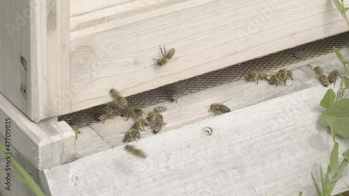 bienen bevölkern bienenstock im sommer photo