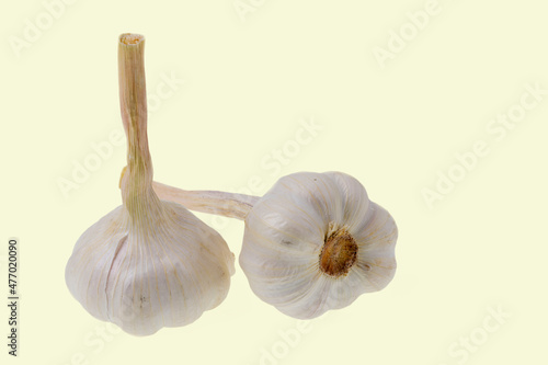 Close up view of two heads of a young garlic isolated on yellow background. Beautiful background.