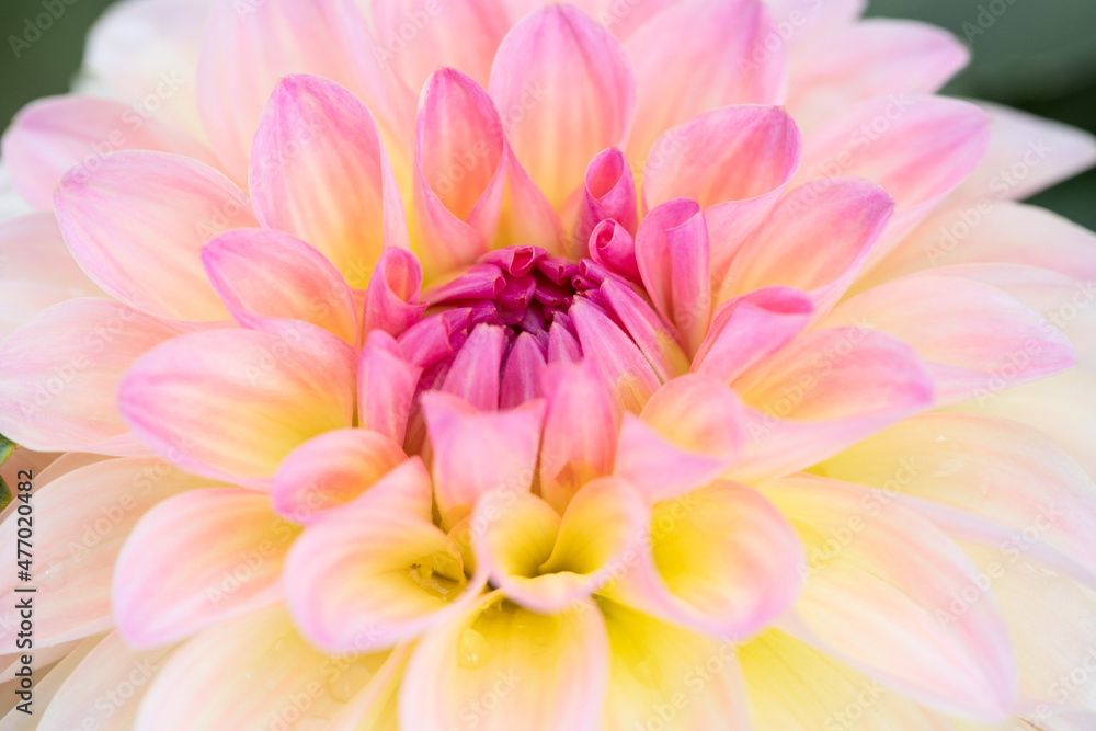 Dahlia flower