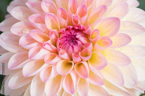 Dahlia flower