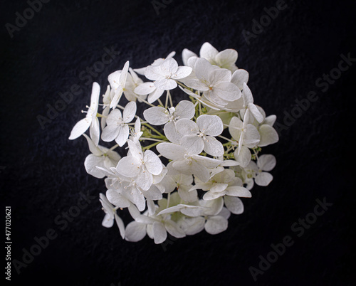 Top view of a flower on a black background. Flat lay, top view. photo