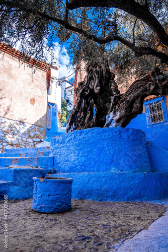 Low angle view of old olive tree trunk at the entrance of narrow residential alley leading to houses at Chefchaouen, the blue city in the Morocco © Aerial Film Studio