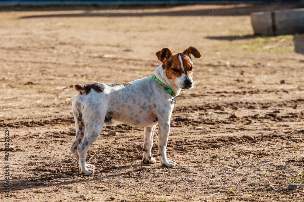 Nice posing Jack Russel Terrier