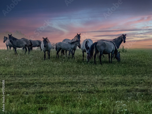 Fototapeta Naklejka Na Ścianę i Meble -  Wildpferde in Masuren