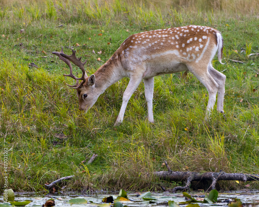 Deer Fallow Stock Photo and Image. Eating grass in the field displaying its antlers and brown coat fur in his environment and surrounding habitat by the water with lily pads. Fallow Deer Image. Deer Fallow Stock Photo and Image. Eating grass in the field displaying its antlers and brown coat fur in his environment and surrounding habitat by the water with lily pads. Fallow Deer Image.