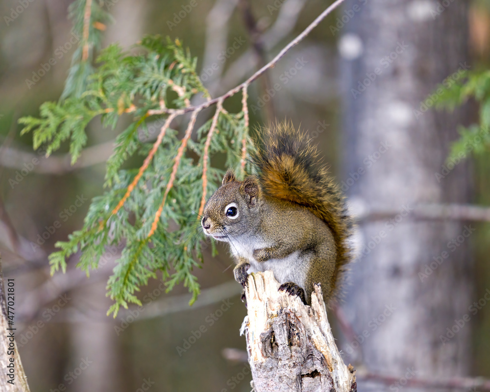 Squirrel Photo and Image. Close-up profile view in the forest standing on a branch tree with a blur background displaying its brown fur, paws, bushy tail, in its habitat surrounding and environment. Squirrel Photo and Image. Close-up profile view in the forest standing on a branch tree with a blur background displaying its brown fur, paws, bushy tail, in its habitat surrounding and environment.