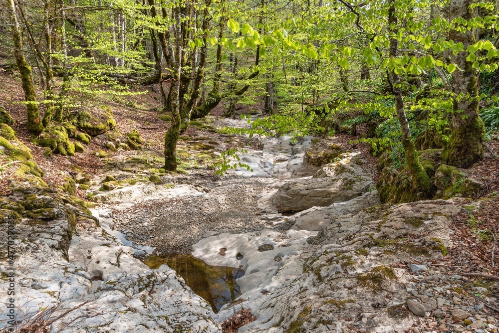 Dry stream in spring Dry stream in spring