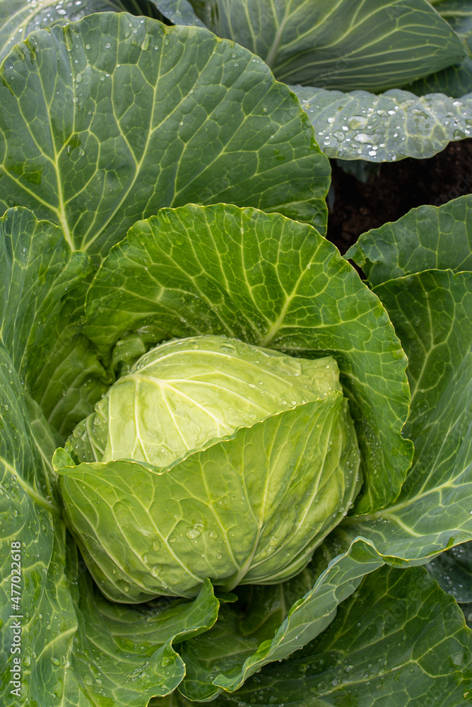 Fototapeta premium Fresh ground-cabbage close-up. Organic cabbage from the farm. Growing healthy vegetables. Head of cabbage.