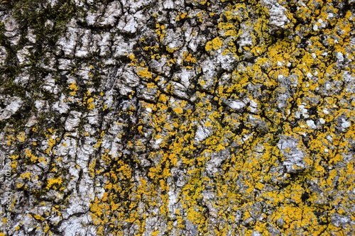 Graue Baumrinde mit gelben Flechten, Rindentextur, Baum, Textur und Hintergrund