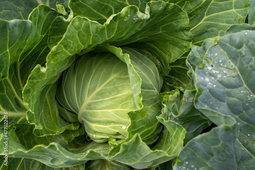 Murais de parede Fresh ground-cabbage close-up
