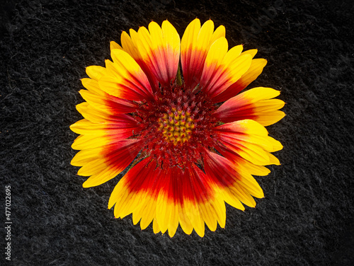 Studio shot of flower on black background. Macro shoot. photo