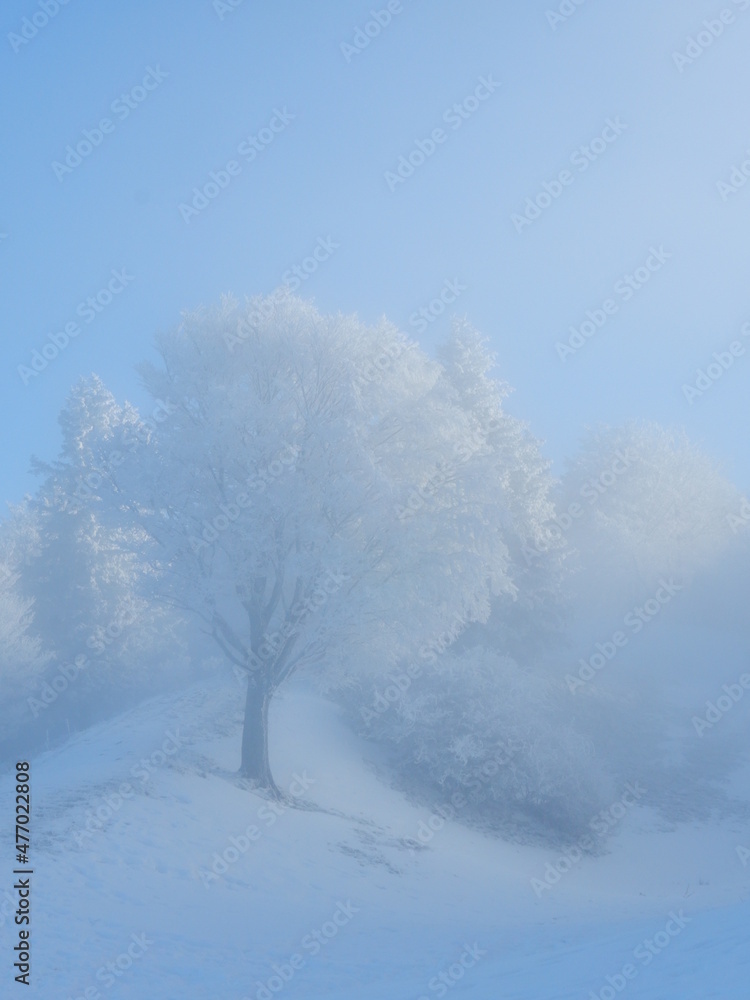 Fototapeta premium Winter Romance 3