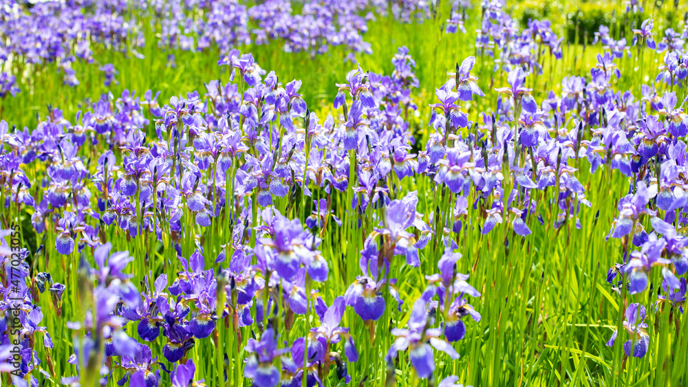 Blue iris flowers blooming among green grass, natural fresh plant flower Blue iris flowers blooming among green grass, natural fresh plant flower